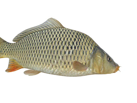 잉어 애니메이션 물고기 3D 애니메이션 잉어 물 강 바다 바다 낚시 동물 3D 모델