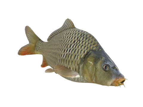 Carp Animated FISH 3D ANIMATED CARP WATER RIVER OCEAN SEA FISHING ANIMAL 3D मॉडल