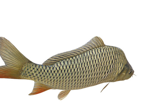 Carp Animated FISH 3D ANIMATED CARP WATER RIVER OCEAN SEA FISHING ANIMAL 3D मॉडल