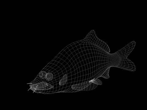 잉어 애니메이션 물고기 3D 애니메이션 잉어 물 강 바다 바다 낚시 동물 3D 모델