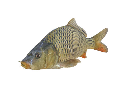 Carp Animated FISH 3D ANIMATED CARP WATER RIVER OCEAN SEA FISHING ANIMAL 3D मॉडल