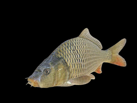 잉어 애니메이션 물고기 3D 애니메이션 잉어 물 강 바다 바다 낚시 동물 3D 모델