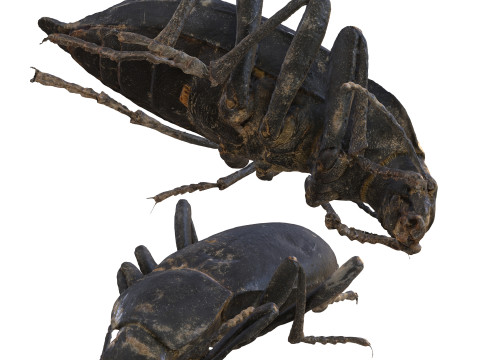 BEETLE BLAPS MORTISAGA AMPHIBIAN BEETLE INSECT BUG ANT ANIMAL ANATOMY 3D MODEL WATER OCEAN RIVER 3Dモデル