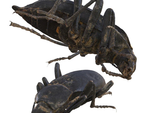 ESCARABAJO BLAPS MORTISAGA ESCARABAJO ANFIBIO INSECTO HORMIGA ANIMAL ANATOM&Iacute;A 3D MODELO AGUA OC&Eacute;ANO R&Iacute;O Modelo 3D