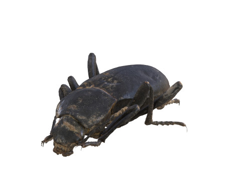 BEETLE BLAPS MORTISAGA AMPHIBIAN BEETLE INSECT BUG ANT ANIMAL ANATOMY 3D MODEL WATER OCEAN RIVER 3D-Modell