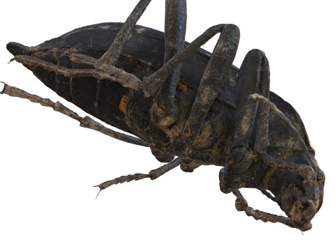 BEETLE BLAPS MORTISAGA AMPHIBIAN BEETLE INSECT BUG ANT ANIMAL ANATOMY 3D MODEL WATER OCEAN RIVER 3D-Modell