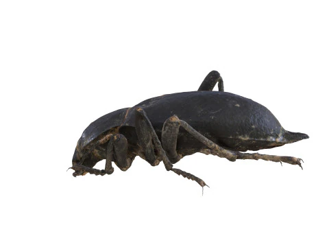 BEETLE BLAPS MORTISAGA AMPHIBIAN BEETLE INSECT BUG ANT ANIMAL ANATOMY 3D MODEL WATER OCEAN RIVER 3D Model