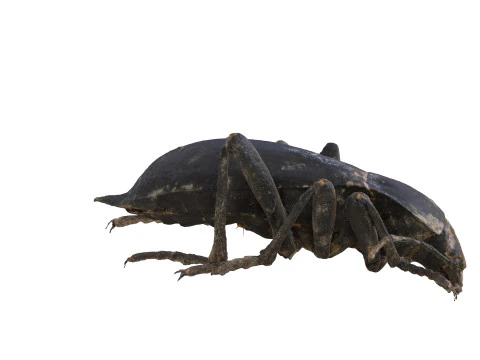 BEETLE BLAPS MORTISAGA AMPHIBIAN BEETLE INSECT BUG ANT ANIMAL ANATOMY 3D MODEL WATER OCEAN RIVER 3D Model