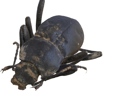 BEETLE BLAPS MORTISAGA AMPHIBIAN BEETLE INSECT BUG ANT ANIMAL ANATOMY 3D MODEL WATER OCEAN RIVER 3D-Modell