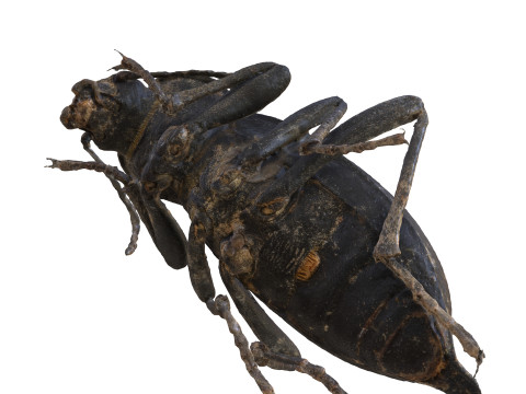 BEETLE BLAPS MORTISAGA AMPHIBIAN BEETLE INSECT BUG ANT ANIMAL ANATOMY 3D MODEL WATER OCEAN RIVER 3D-Modell