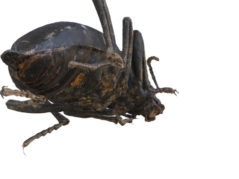 BEETLE BLAPS MORTISAGA AMPHIBIAN BEETLE INSECT BUG ANT ANIMAL ANATOMY 3D MODEL WATER OCEAN RIVER 3D-Modell