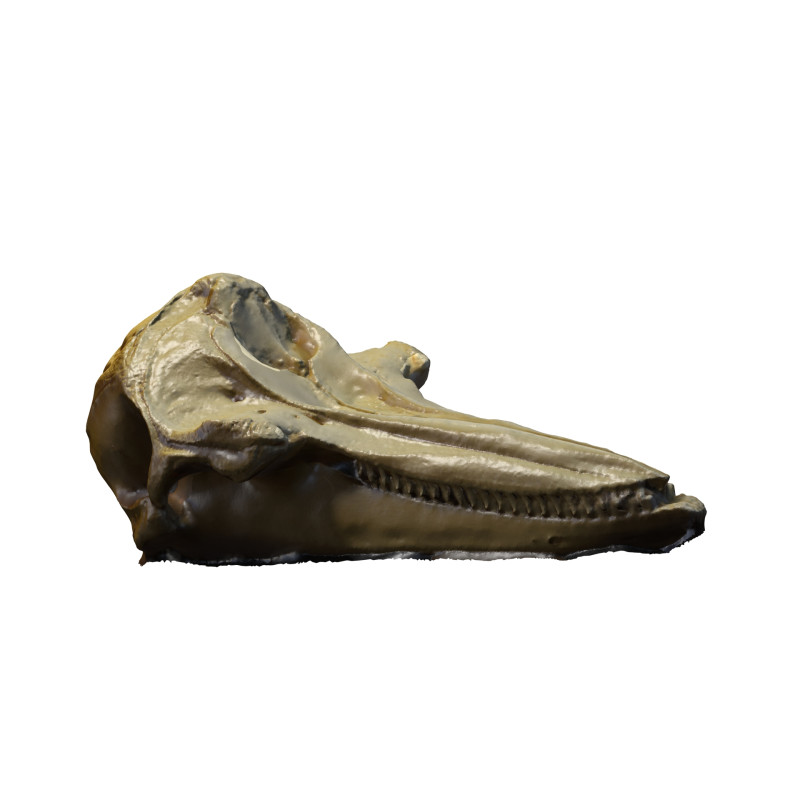 BOTTLE NOSE DOLPHIN ANIMAL ANATOMY 3D MODEL WATER OCEAN RIVER SKELETON SKULL SHARK DOLPHIN HEAD 3D मॉडल .c4d .max .obj .3ds .fbx .stl .blend