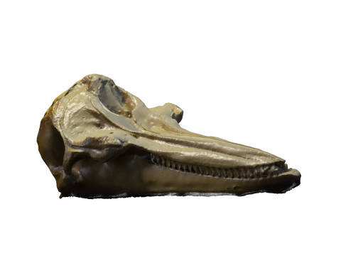 BOTTLE NOSE DOLPHIN ANIMAL ANATOMY 3D MODEL WATER OCEAN RIVER SKELETON SKULL SHARK DOLPHIN HEAD Model 3D