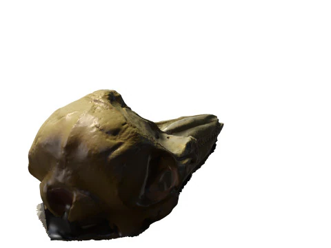 BOTTLENOSE GOLFINHO ANATOMIA ANIMAL MODELO 3D &Aacute;GUA OCEANO RIO ESQUELETO CR&Acirc;NIO TUBAR&Atilde;O CABE&Ccedil;A DE GOLFINHO Modelo 3D