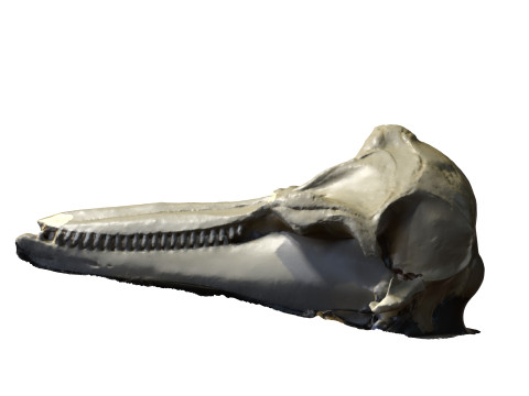 BOTTLE NOSE DOLPHIN ANIMAL ANATOMY 3D MODEL WATER OCEAN RIVER SKELETON SKULL SHARK DOLPHIN HEAD 3D मॉडल