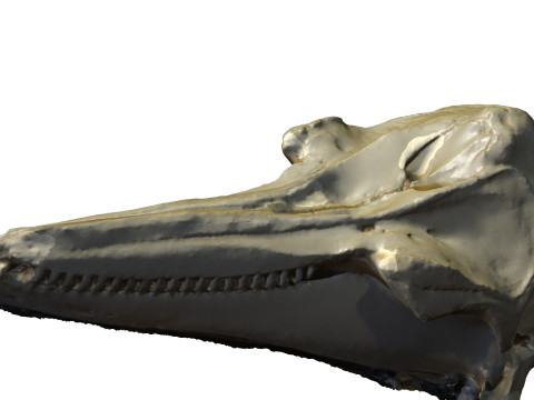 BOTTLE NOSE DOLPHIN ANIMAL ANATOMY 3D MODEL WATER OCEAN RIVER SKELETON SKULL SHARK DOLPHIN HEAD 3D मॉडल