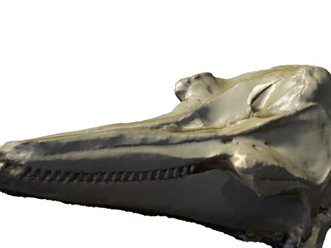 BOTTLENOSE GOLFINHO ANATOMIA ANIMAL MODELO 3D &Aacute;GUA OCEANO RIO ESQUELETO CR&Acirc;NIO TUBAR&Atilde;O CABE&Ccedil;A DE GOLFINHO Modelo 3D