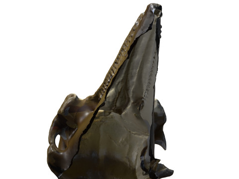 BOTTLE NOSE DOLPHIN ANIMAL ANATOMY 3D MODEL WATER OCEAN RIVER SKELETON SKULL SHARK DOLPHIN HEAD 3D मॉडल