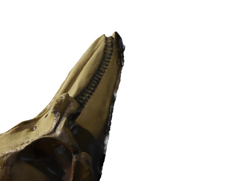 BOTTLE NOSE DOLPHIN ANIMAL ANATOMY 3D MODEL WATER OCEAN RIVER SKELETON SKULL SHARK DOLPHIN HEAD 3D मॉडल