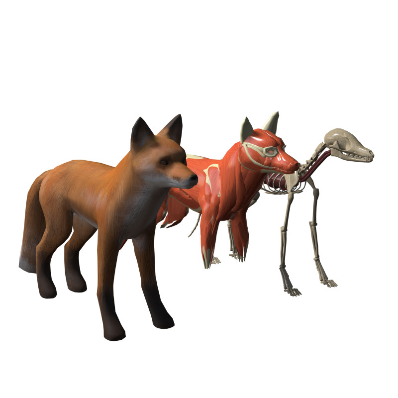 FOX ANATOMY 3D MODEL SKELETON SKULL HEAD MUSCLE FOX FOREST GRASS Modello 3D .c4d .max .obj .3ds .fbx .stl .blend