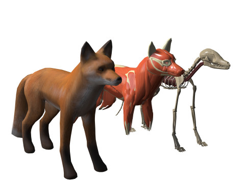 FOX ANATOMY 3D MODEL SKELETON SKULL HEAD MUSCLE FOX FOREST GRASS 3D Model