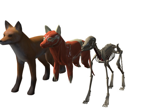 FOX ANATOMY 3D MODEL SKELETON SKULL HEAD MUSCLE FOX FOREST GRASS Modello 3D