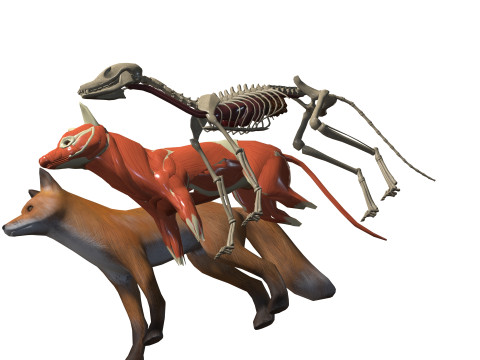 FOX ANATOMY 3D MODEL SKELETON SKULL HEAD MUSCLE FOX FOREST GRASS Modello 3D