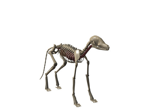 FOX ANATOMY 3D MODEL SKELETON SKULL HEAD MUSCLE FOX FOREST GRASS Modello 3D