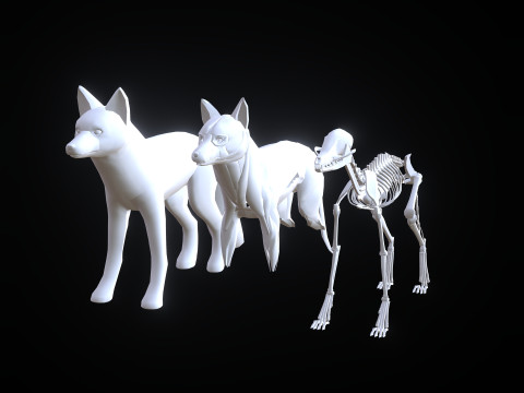 FOX ANATOMY 3D MODEL SKELETON SKULL HEAD MUSCLE FOX FOREST GRASS Modello 3D