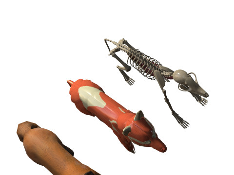 FOX ANATOMY 3D MODEL SKELETON SKULL HEAD MUSCLE FOX FOREST GRASS Modello 3D