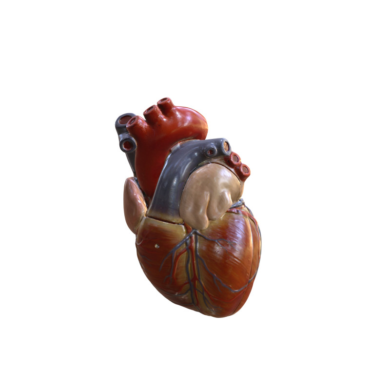 HEART MUSCLE ANATOMY VEINS HUMAN NERVOUS NERVE SYSTEM 3D MODEL Modello 3D .c4d .max .obj .3ds .fbx .stl .blend