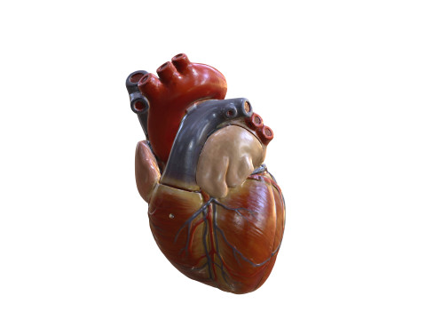 HEART MUSCLE ANATOMY VEINS HUMAN NERVOUS NERVE SYSTEM 3D MODEL Modèle 3D