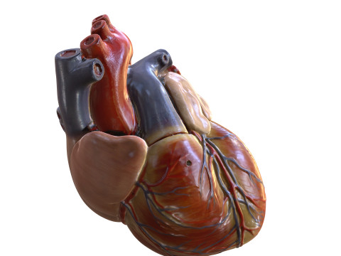 HEART MUSCLE ANATOMY VEINS HUMAN NERVOUS NERVE SYSTEM 3D MODEL Modello 3D