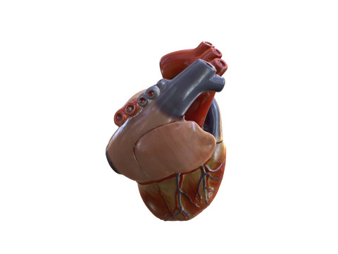 HEART MUSCLE ANATOMY VEINS HUMAN NERVOUS NERVE SYSTEM 3D MODEL Modello 3D