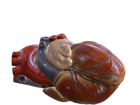 HEART MUSCLE ANATOMY VEINS HUMAN NERVOUS NERVE SYSTEM 3D MODEL Modello 3D
