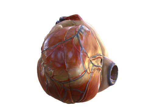 HEART MUSCLE ANATOMY VEINS HUMAN NERVOUS NERVE SYSTEM 3D MODEL Modello 3D