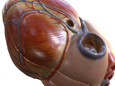 HEART MUSCLE ANATOMY VEINS HUMAN NERVOUS NERVE SYSTEM 3D MODEL Modello 3D