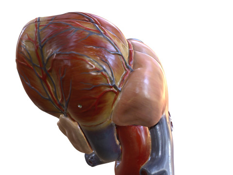 HEART MUSCLE ANATOMY VEINS HUMAN NERVOUS NERVE SYSTEM 3D MODEL Modello 3D