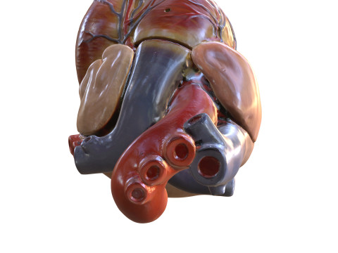 HEART MUSCLE ANATOMY VEINS HUMAN NERVOUS NERVE SYSTEM 3D MODEL Modello 3D