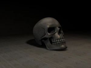 череп 3D Модель