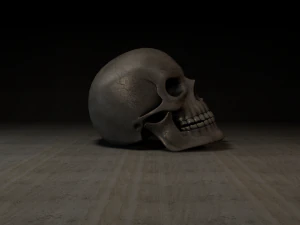 skull 3D Model