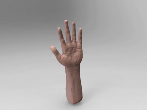 hand 3D मॉडल