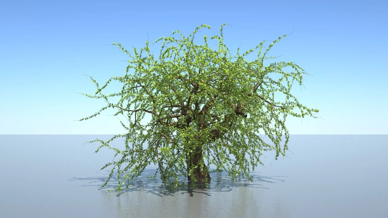 tree 3D Model .c4d .max .obj .3ds .fbx .stl .blend 