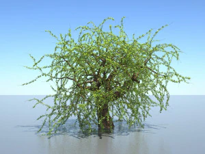 albero Modello 3D