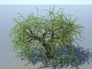 tree 3Dモデル