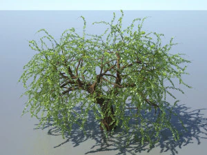 tree 3D Model