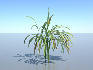 spiderplant 3D Model