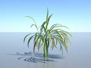 pianta ragno Modello 3D