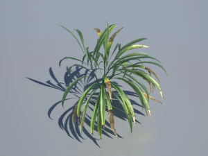 spiderplant 3D Model
