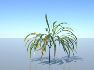spiderplant 3D Model